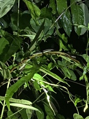 Dendrelaphis caudolineatus