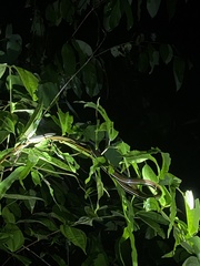 Dendrelaphis caudolineatus
