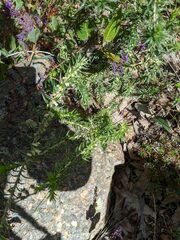 Melichrus urceolatus