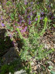 Melichrus urceolatus