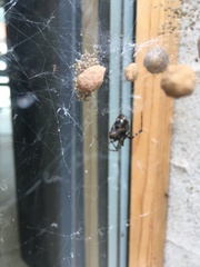 Parasteatoda
