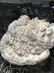 Trametes lactinea