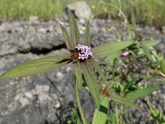 Crusea wrightii wrightii