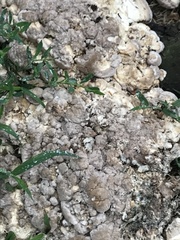 Trametes lactinea