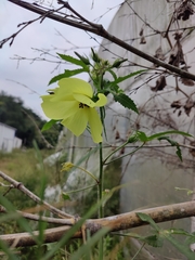 Abelmoschus moschatus