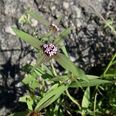 Crusea wrightii wrightii