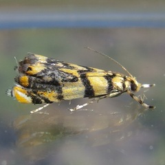 Diptychophora harlequinalis