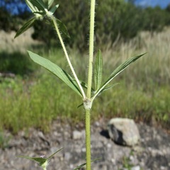 Crusea wrightii wrightii