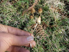 Psilocybe semilanceata