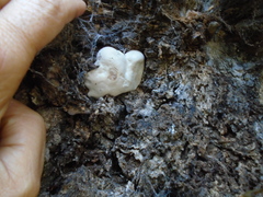 Trichoderma peltatum