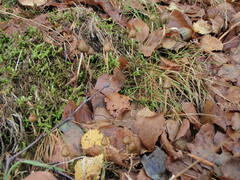 Psilocybe semilanceata