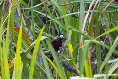 Cymbirhynchus macrorhynchos