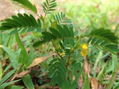Chamaecrista