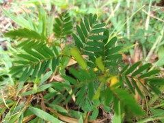 Chamaecrista