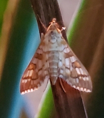 Epipagis fenestralis
