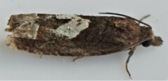 Epiblema otiosana
