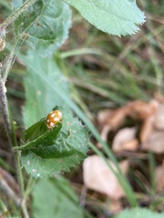 Calvia decemguttata