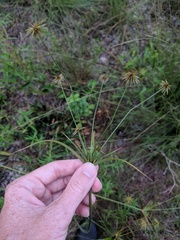 Cyperus plukenetii