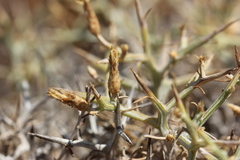 Centaurea spinosa
