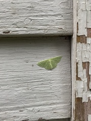 Synchlora