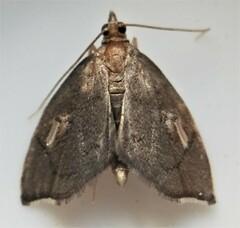 Perispasta caeculalis