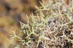 Centaurea spinosa