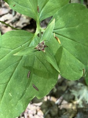 Trillium undulatum