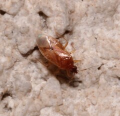 Anthocoridae