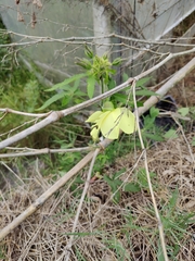 Abelmoschus moschatus