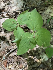 Trillium undulatum