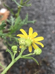 Senecio squalidus