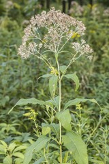 Eutrochium purpureum