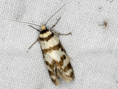 Philobota impletella