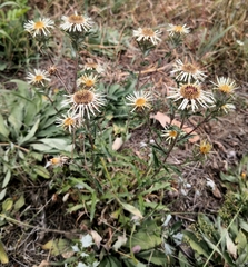 Carlina vulgaris