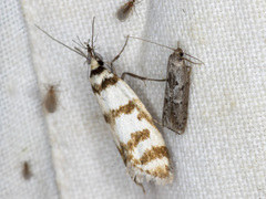 Philobota impletella