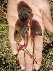 Psilocybe semilanceata