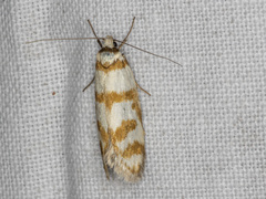Philobota impletella