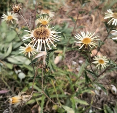 Carlina vulgaris