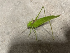 Amblycorypha oblongifolia