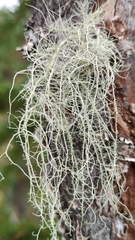 Usnea