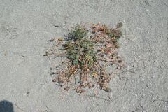 Euphorbia petrophila