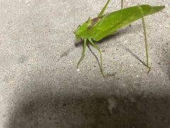 Amblycorypha oblongifolia