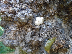 Trichoderma peltatum