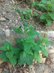 Scutellaria altissima