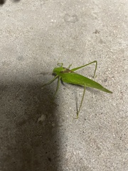 Amblycorypha oblongifolia