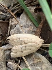 Machimia tentoriferella