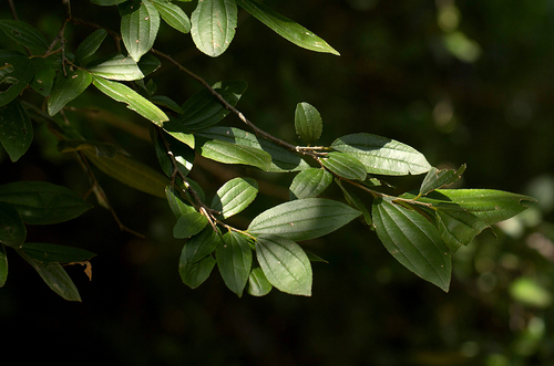 Ziziphus pubescens image