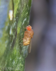 Drosophilidae