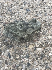 Hyla chrysoscelis