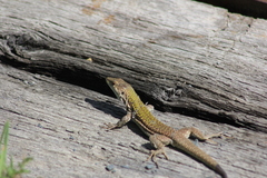 Podarcis siculus